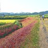 矢勝川堤の彼岸花