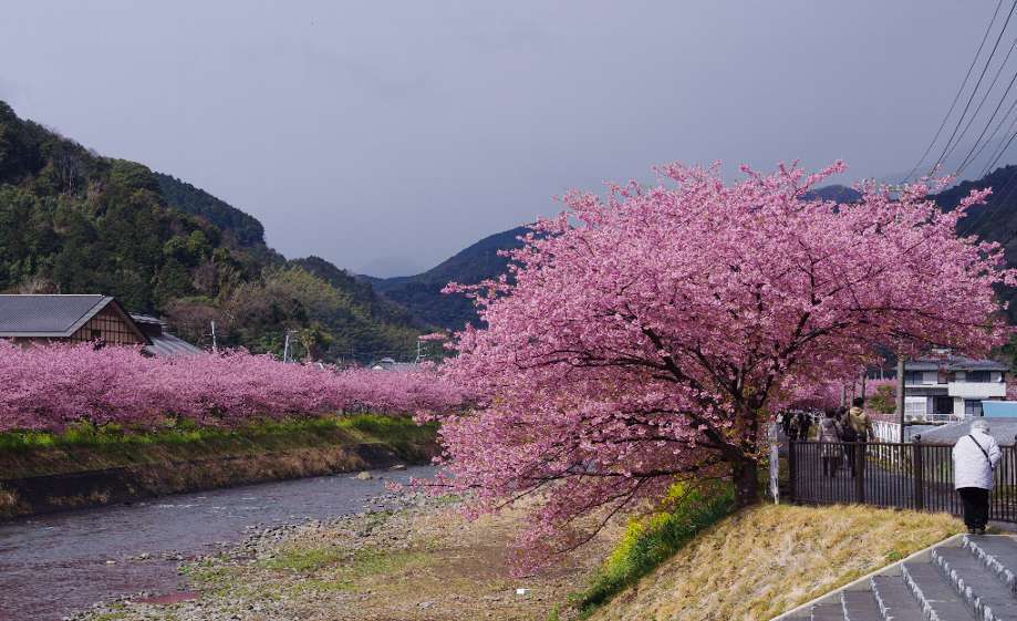 河津桜