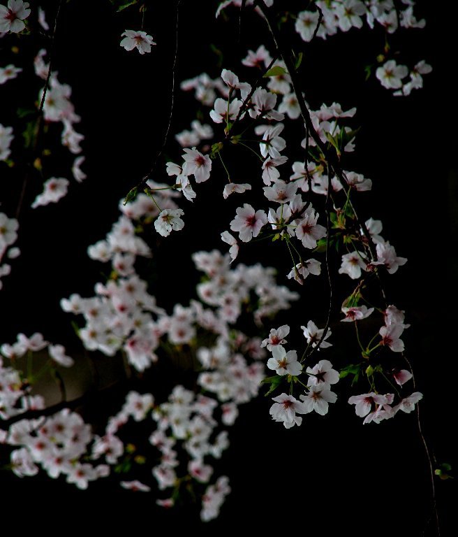 岡崎城の桜