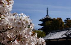 仁和寺御室桜