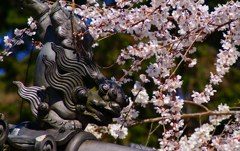 豊橋 野依 しだれ桜