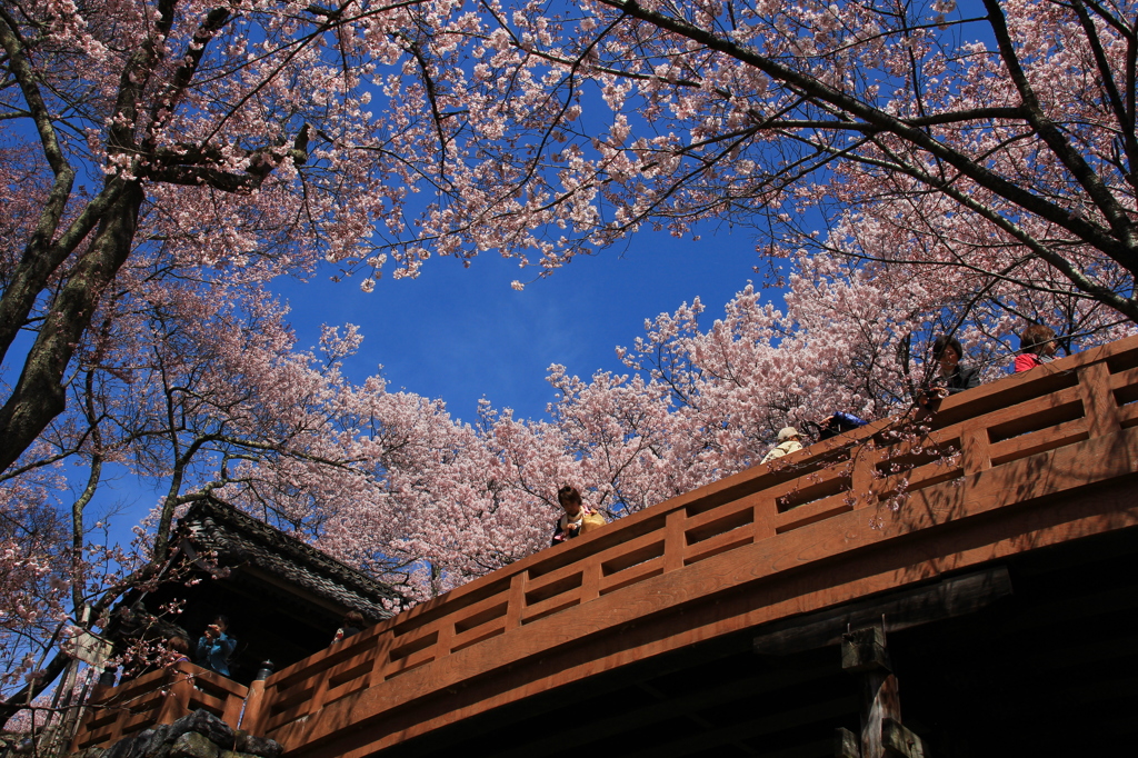 高遠城址公園の桜