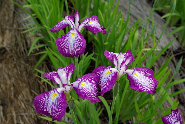 花菖蒲