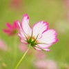 コスモスの小径