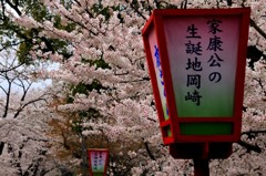 岡崎城の桜