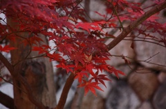 東福寺