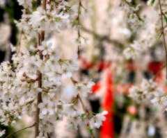 野依の桜