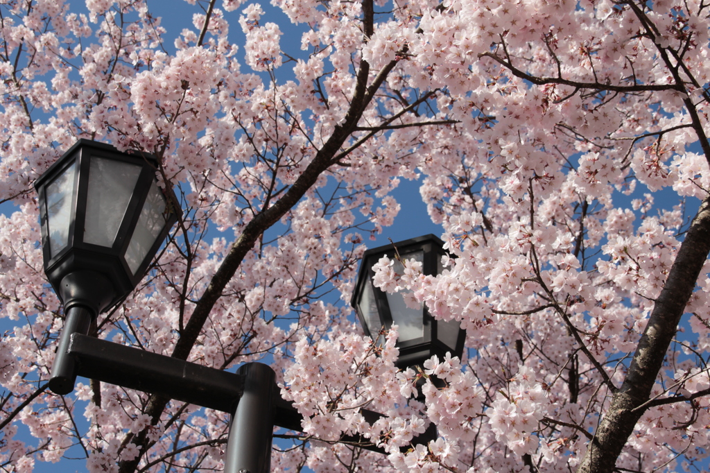 高遠城址公園の桜