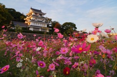 尾張旭城のコスモス