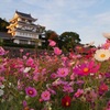 尾張旭城のコスモス