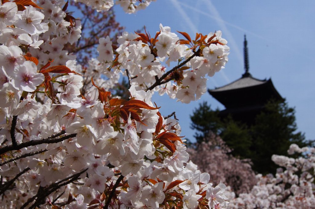 仁和寺御室桜