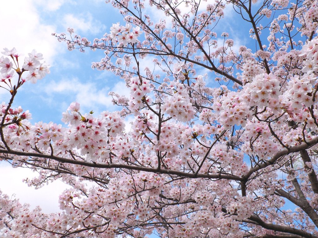 豊橋市民球場の桜