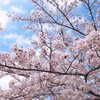 豊橋市民球場の桜