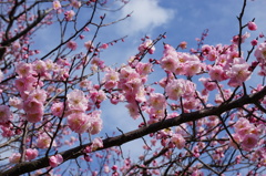 豊橋市向山緑地内梅林園