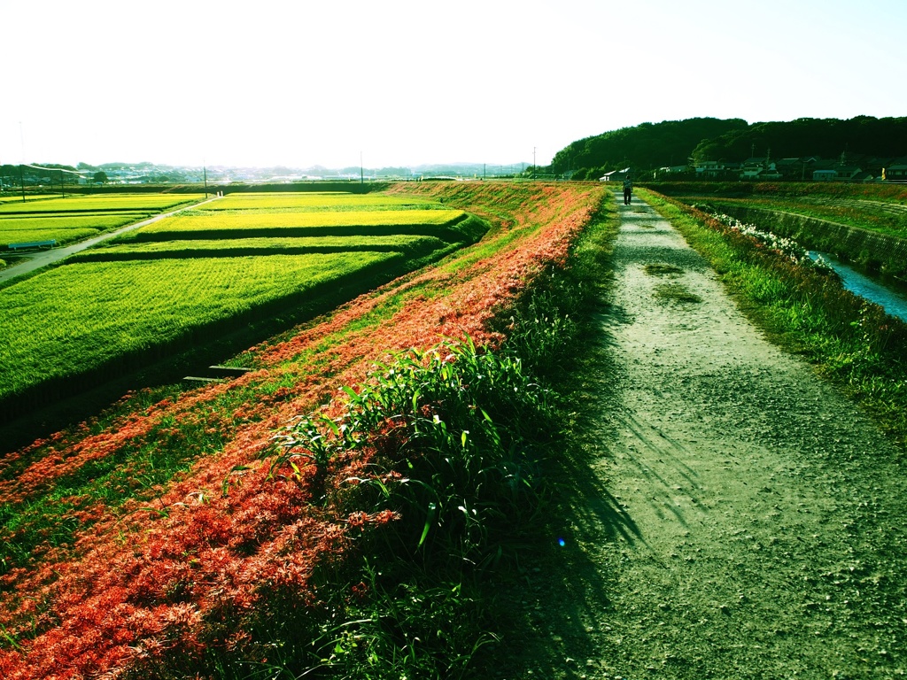 矢勝川堤の彼岸花