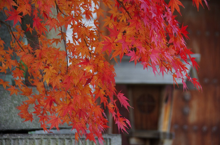 京都の紅葉