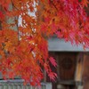 京都の紅葉