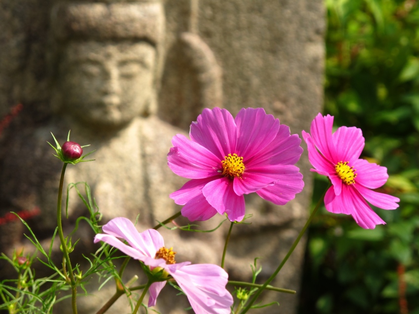 般若寺の仏像と秋桜