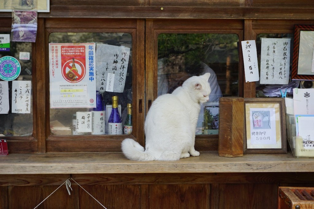 梅宮大社のネコちゃん＾＾