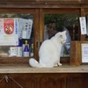 梅宮大社のネコちゃん＾＾