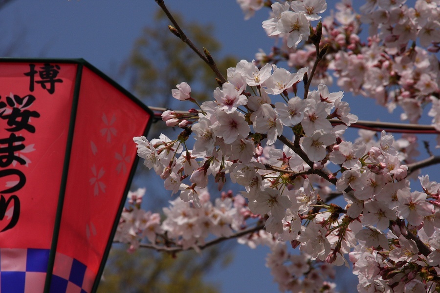 万博公園の桜