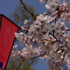 万博公園の桜