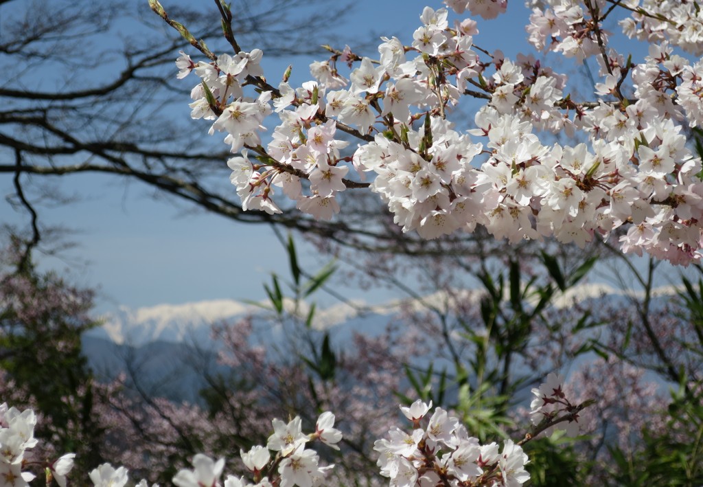 高遠城址公園の桜