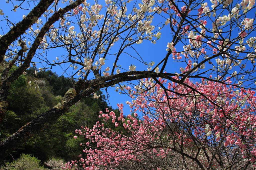 花桃の里