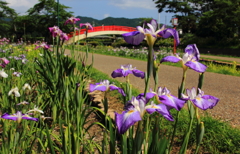 豊橋賀茂しょうぶ園