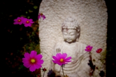 般若寺の仏像と秋桜