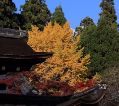 神護寺の銀杏