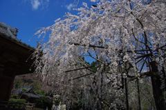 豊橋 野依 しだれ桜