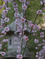 浜松奥山高原昇竜しだれ梅