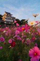 尾張旭城のコスモス