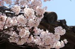 高遠城址公園の桜