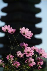 般若寺の秋桜