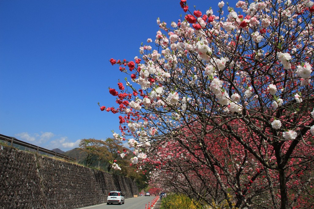 花桃の里