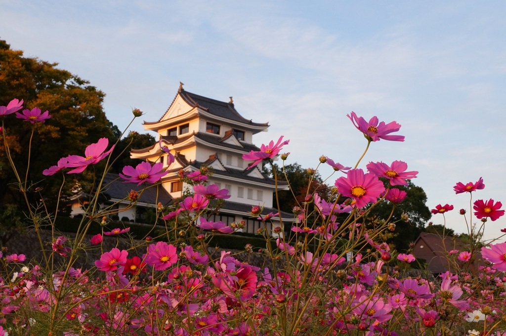 尾張旭城のコスモス