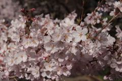 高遠城址公園の桜