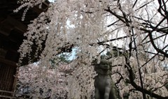 野依の桜