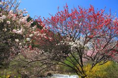 花桃の里