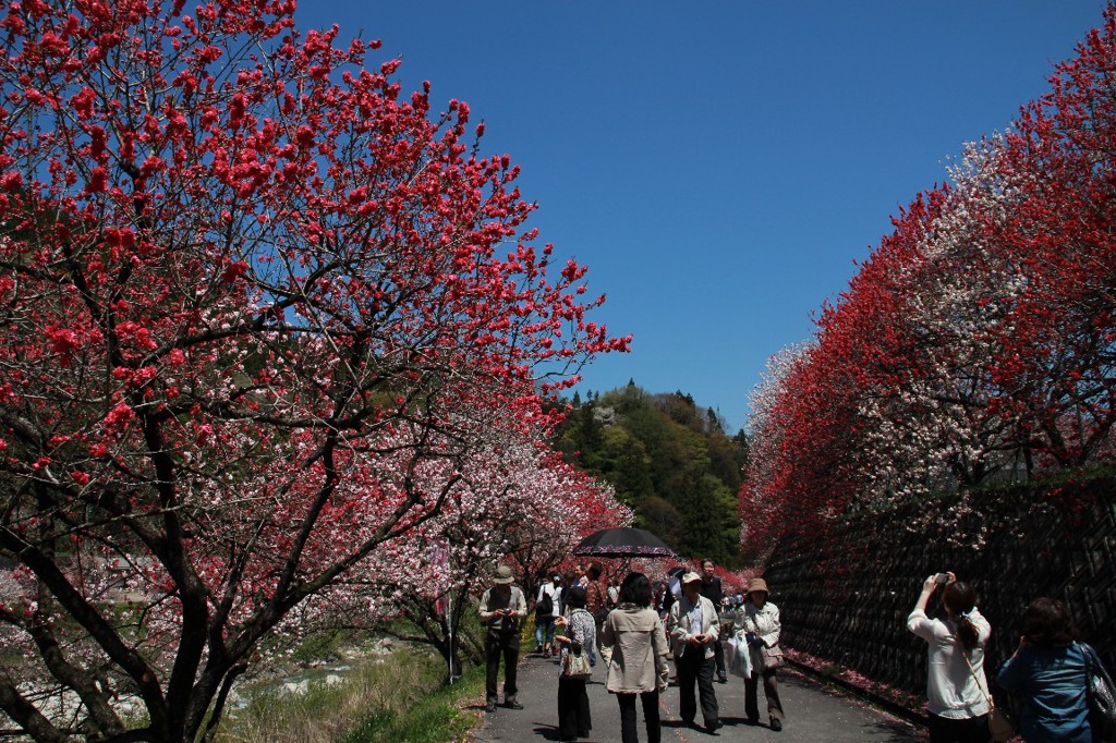 花桃の里