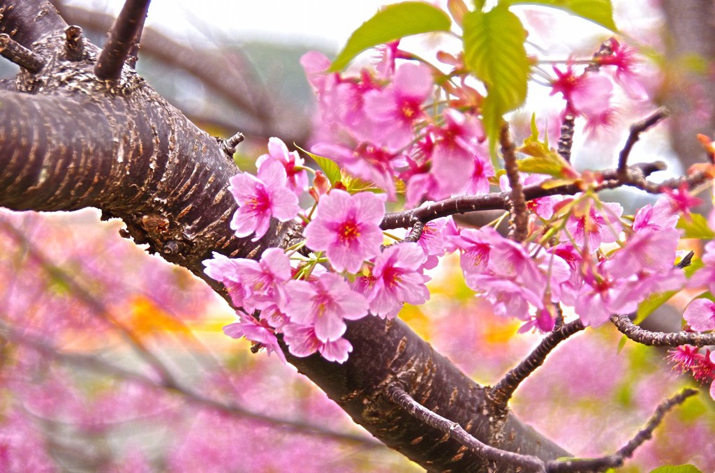 河津桜