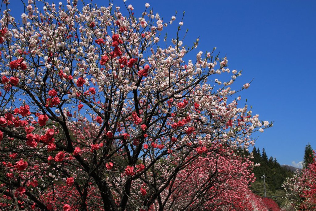 花桃の里