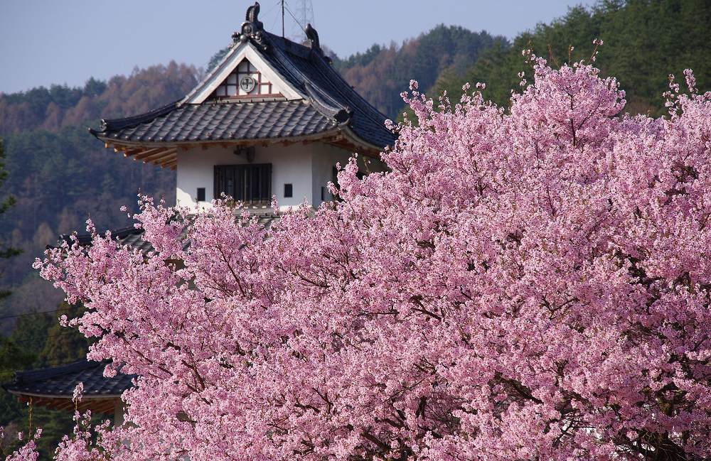 高遠の桜