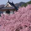 高遠の桜