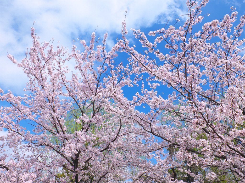 豊橋市民球場の桜