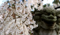 野依の桜