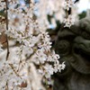野依の桜