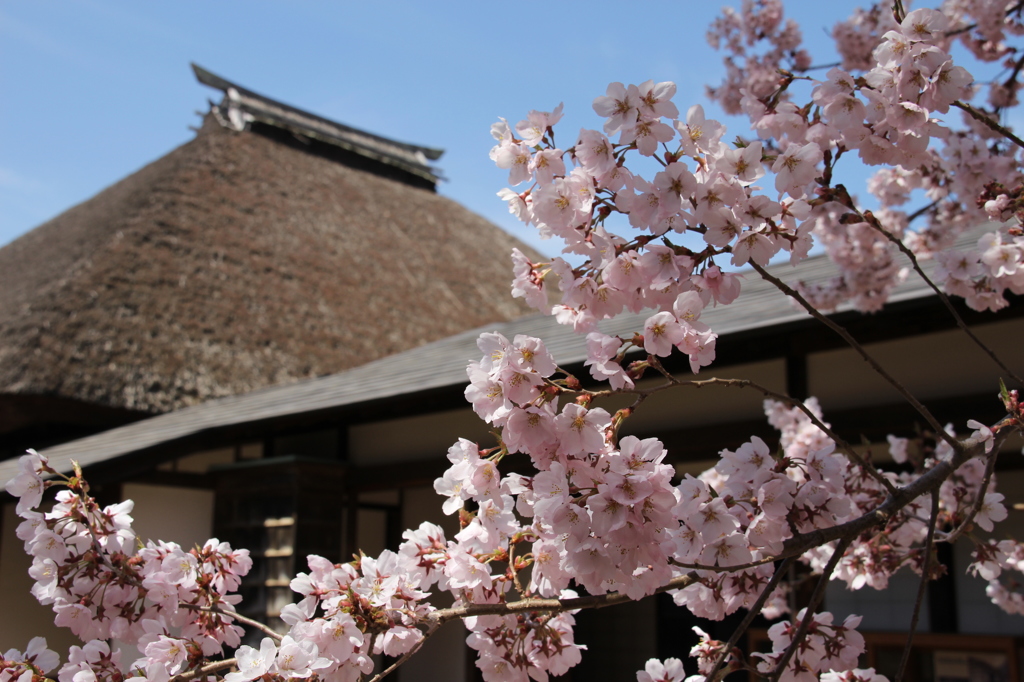 高遠城址公園の桜